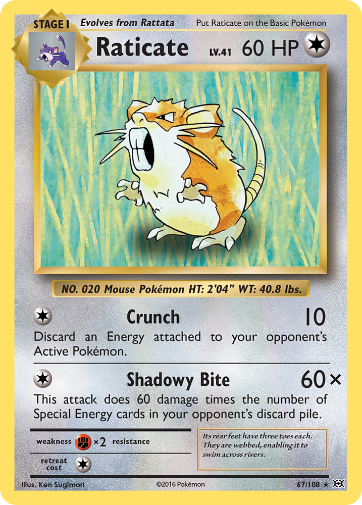 Raticate (67/108) [XY: Evolutions] Pokémon